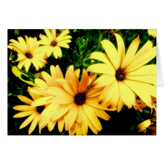 Flores amarelas com o cartão da flor dos pingos de (Frente Horizontal)