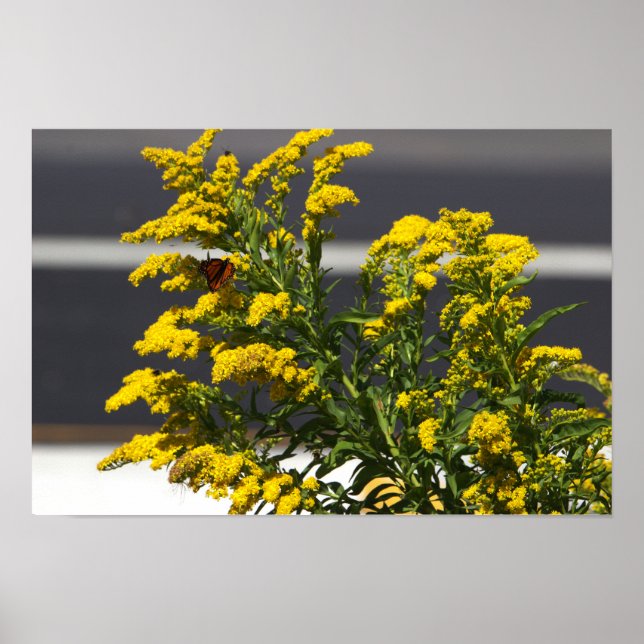 Flores Amarelas com Poster de Borboleta (Frente)