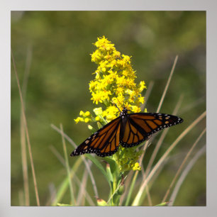 Flores Amarelas com Poster de Borboleta
