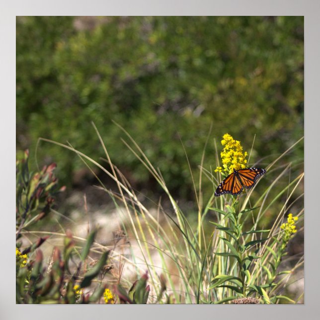 Flores Amarelas com Poster de Borboleta (Frente)