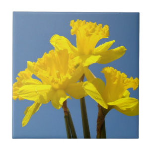 Flores Amarelas Daffodil Azulejos