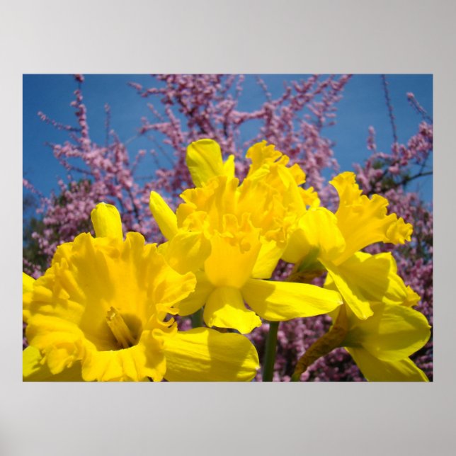 Flores amarelas Daffodil impressões de arte Nature (Frente)