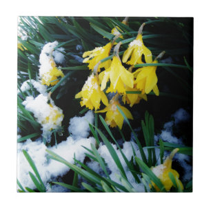 Flores amarelas Daffodils na neve