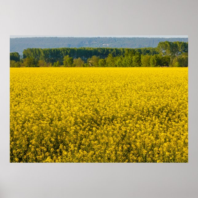 flores amarelas de colza iluminadas por poster (Frente)