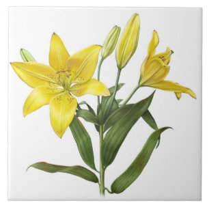 Flores Amarelas de Lírio Oriental Arte Botânica