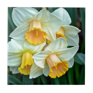 Flores amarelas do daffodil