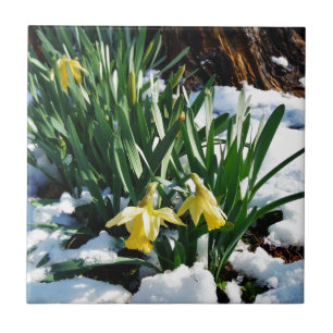 Flores amarelas dos Daffodils na neve