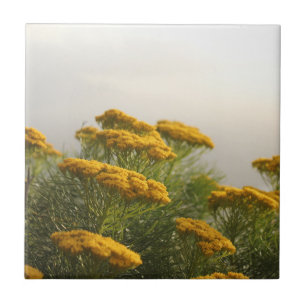 Flores Amarelas Selvagens África do Sul Mistura Cl