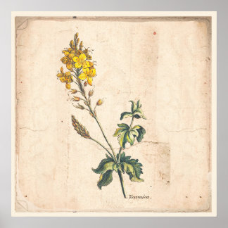 Flores Antigas De Impressão Botânica De Poster Ver