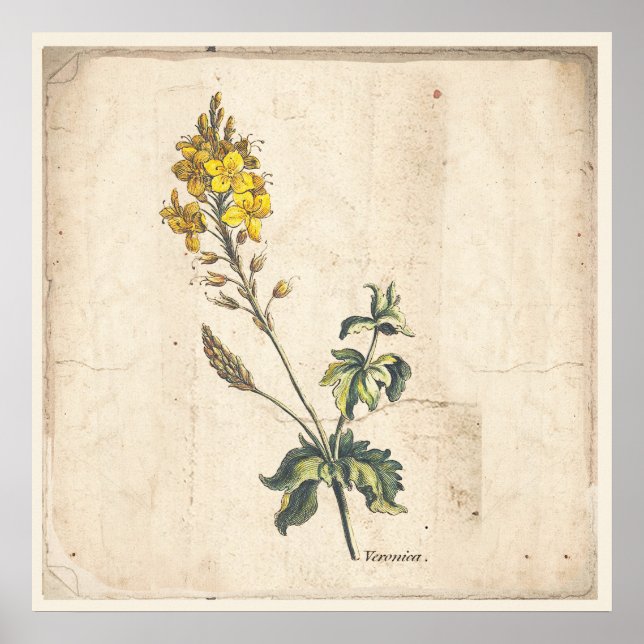 Flores Antigas De Impressão Botânica De Poster Ver (Frente)