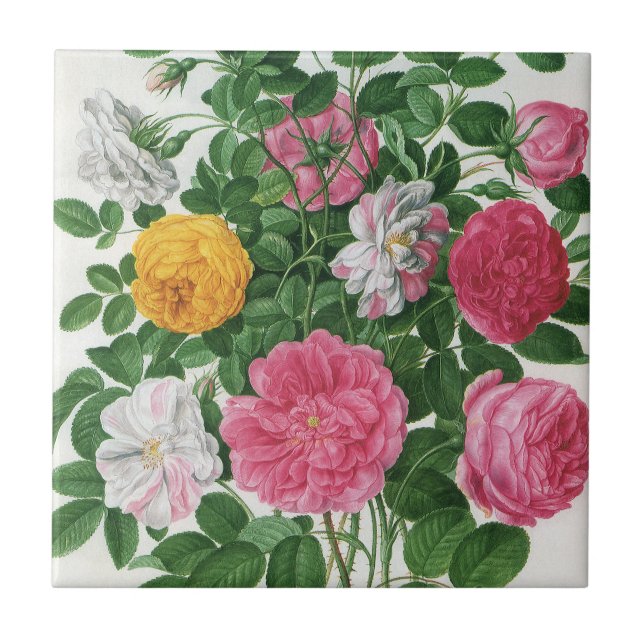 Flores Antigas em Flor, Rosas de Jardim de Primave (Frente)