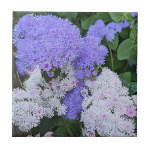 Flores Azuis Ageratum Floral