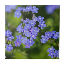 Flores Azuis Brilham Destino Parque de Amor pela P