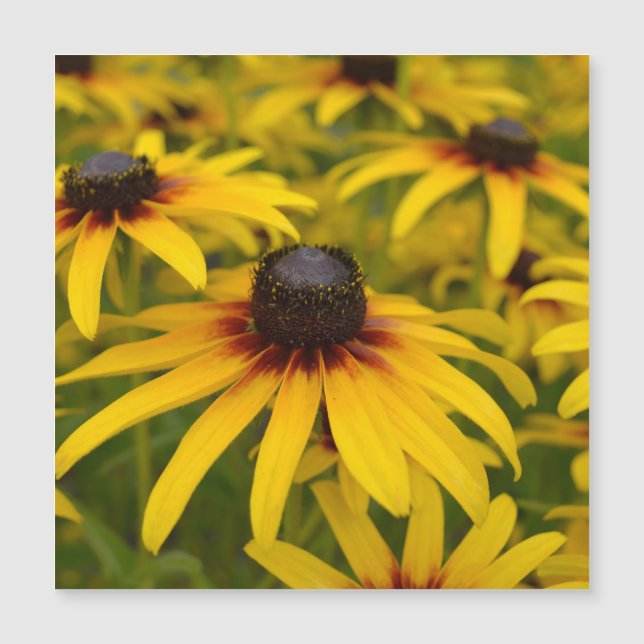 Flores Black Eyed Susan (Frente)