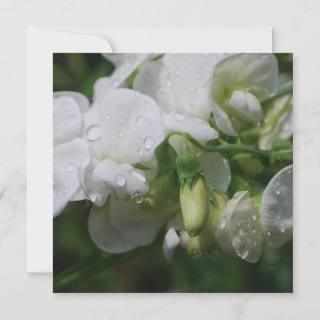 Flores Brancas bonito De Ervilha (Frente)