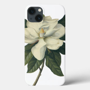Flores brancas de florescência da flor da magnól