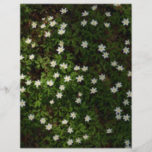 Flores brancas de primavera em papel de álbum de r