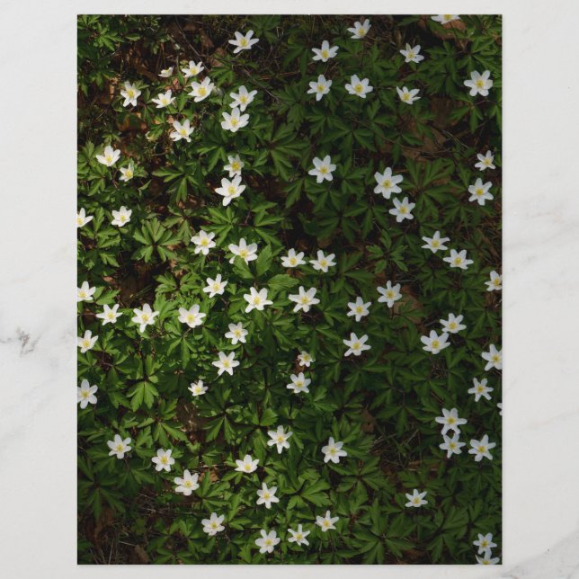 Flores brancas de primavera em papel de álbum de r (Frente)