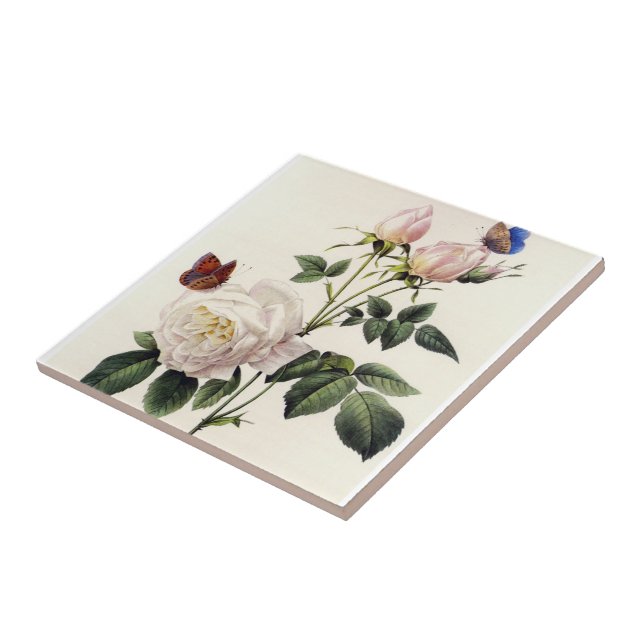 flores brancas de rosa, Pierre Joseph Redouté (Lateral)