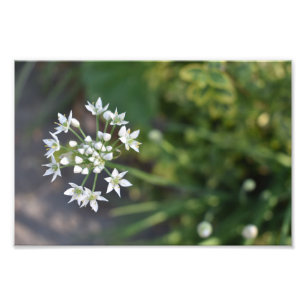Flores Brancas Delicam Foto Floral Flor