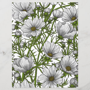 Flores brancas do cosmos