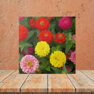 Flores Coloridas Zinnia Floral