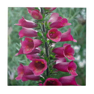 Flores cor-de-rosa