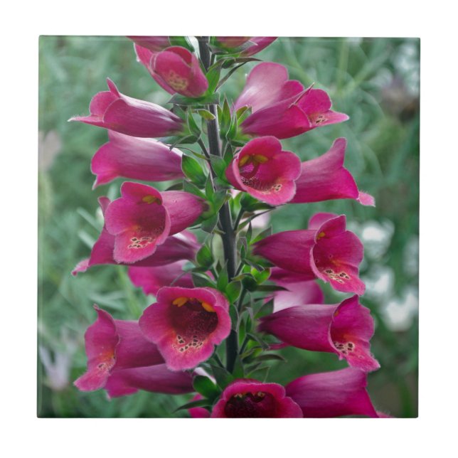 Flores cor-de-rosa (Frente)
