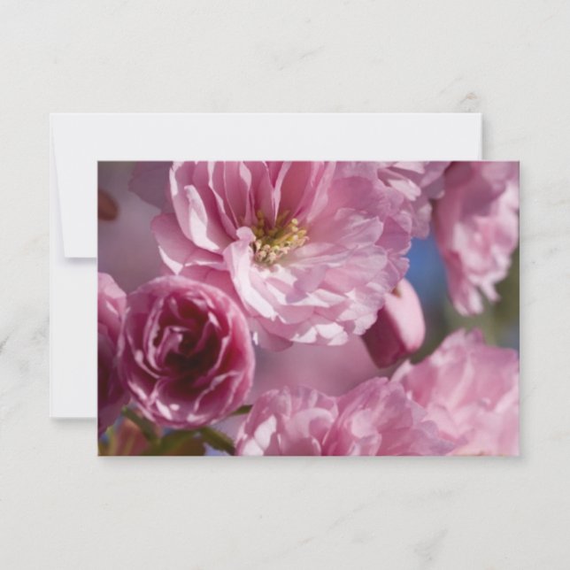 Flores Cor-de-Rosa (Frente)