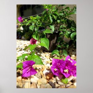 Flores cor-de-rosa Bougainvillea pedras Poster