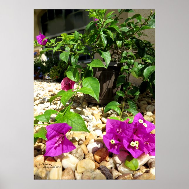 Flores cor-de-rosa Bougainvillea pedras Poster (Frente)