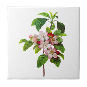 Flores cor-de-rosa de Apple por Pierre Jopseph
