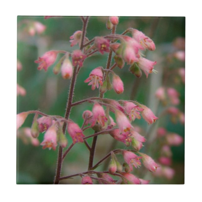 Flores Coralbell (Frente)