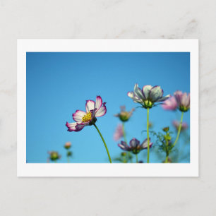 Flores Cosmos: Cartão Postal do Japão