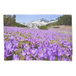 Flores Crocus Pirin Mountain Park Bulgária