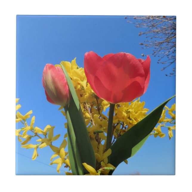 flores da primavera, tulipas, coloridas + flores,  (Frente)