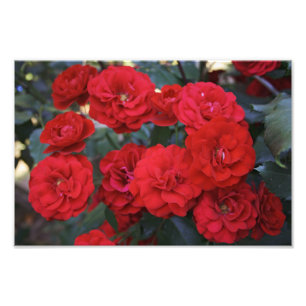 Flores da rosa vermelha - fotografia da flor