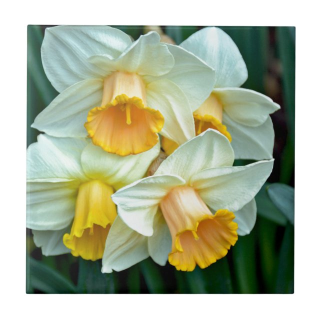 Flores daffodilo amarelas (Frente)