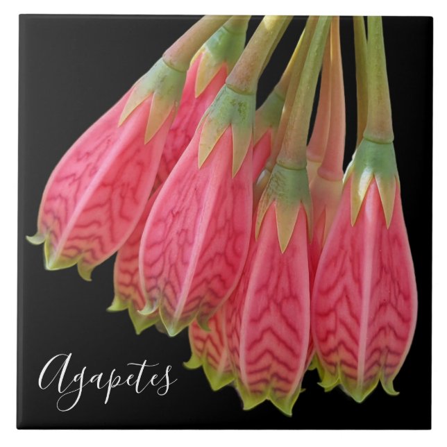 Flores de Agapetes Vermelhas no Floral Negro (Frente)