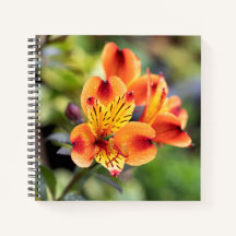 Flores de Alstroemeria Vermelha e Laranja