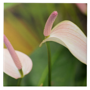 Flores de Anthurium Rosa Kauai Hawaii
