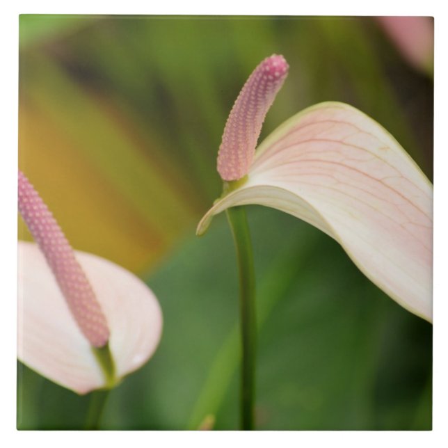 Flores de Anthurium Rosa Kauai Hawaii (Frente)