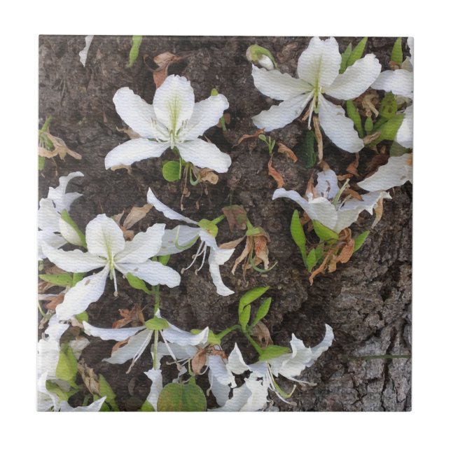 Flores de árvore (Frente)