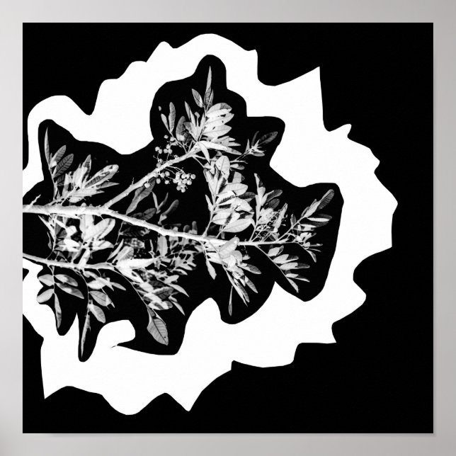 Flores De Árvore De Pimenta Deixam Poster (Frente)