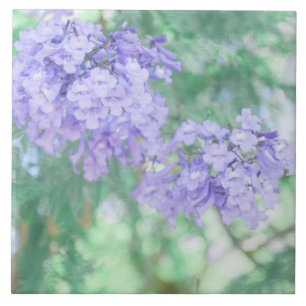 Flores De Árvore Pastel Purple Jacaranda