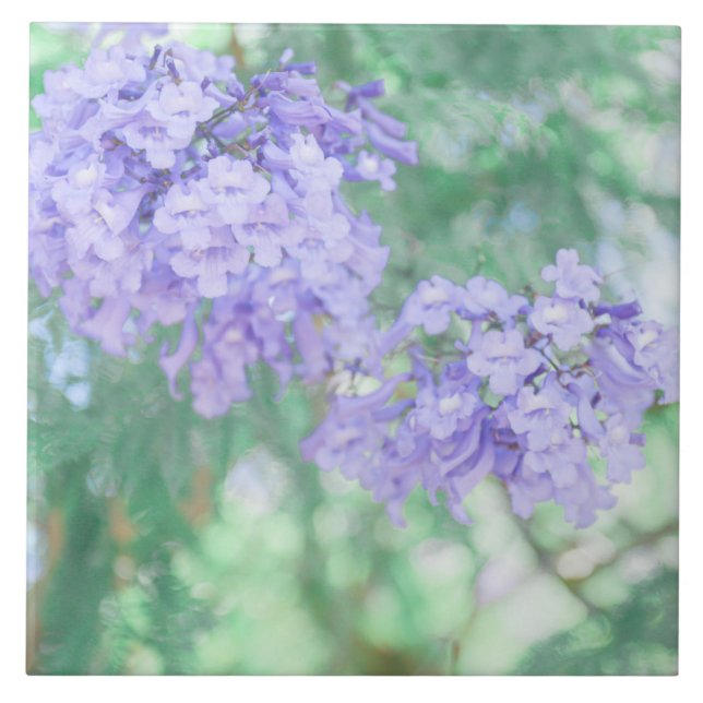 Flores De Árvore Pastel Purple Jacaranda (Frente)