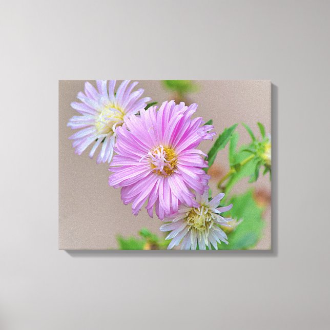 Flores de Aster Rosa Flores Canvas (Frente)
