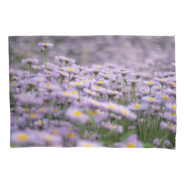 Flores de Aster Roxo (Frente)
