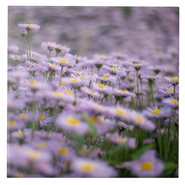 Flores de Aster Roxo (Frente)