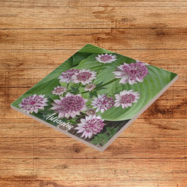Flores de Astrantia Rosa (In Situ)